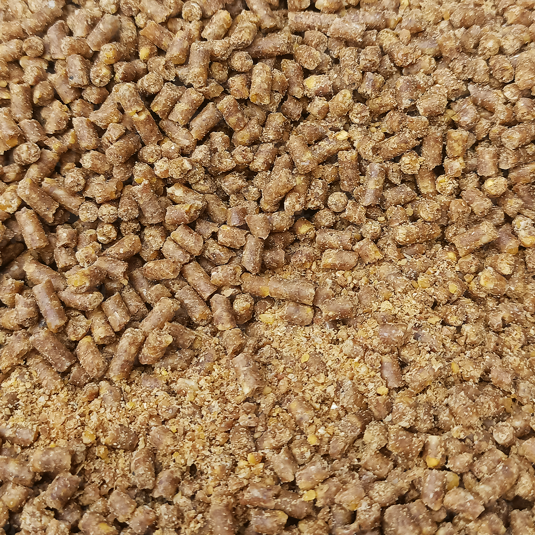 Cerdo Especial del Patio - Imagen 3