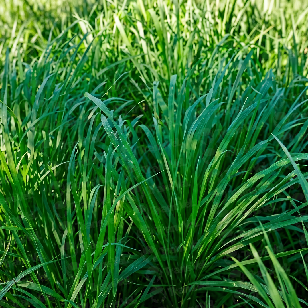 Panicum Maximum CV. Massai - Imagen 3
