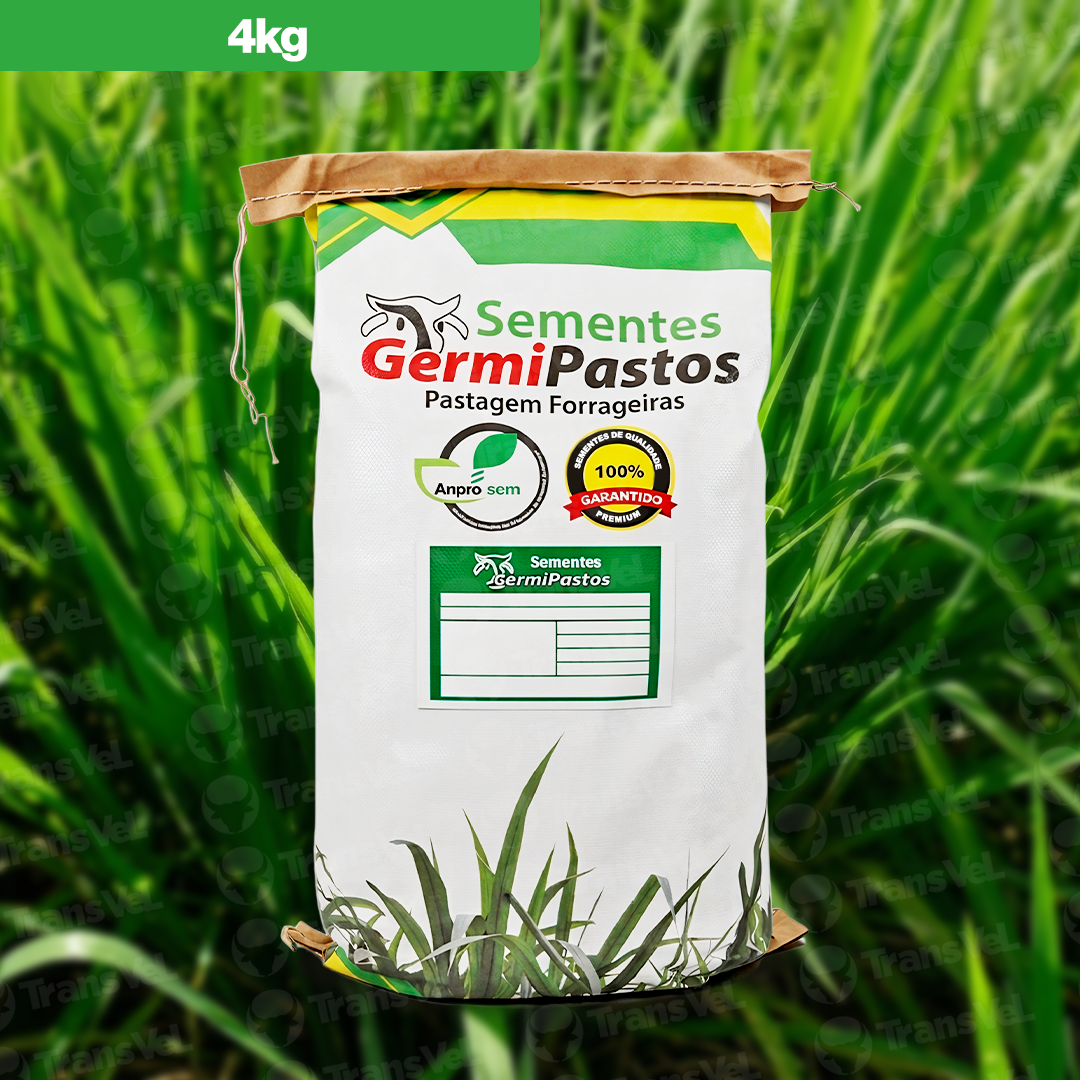 Panicum Maximum CV. Mombaca
