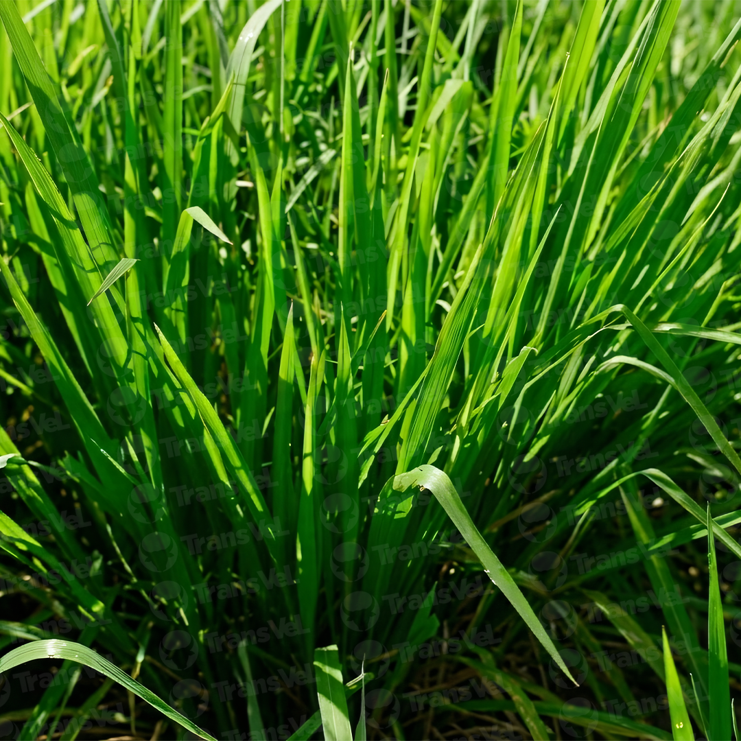 Panicum Maximum CV. Mombaca - Imagen 3