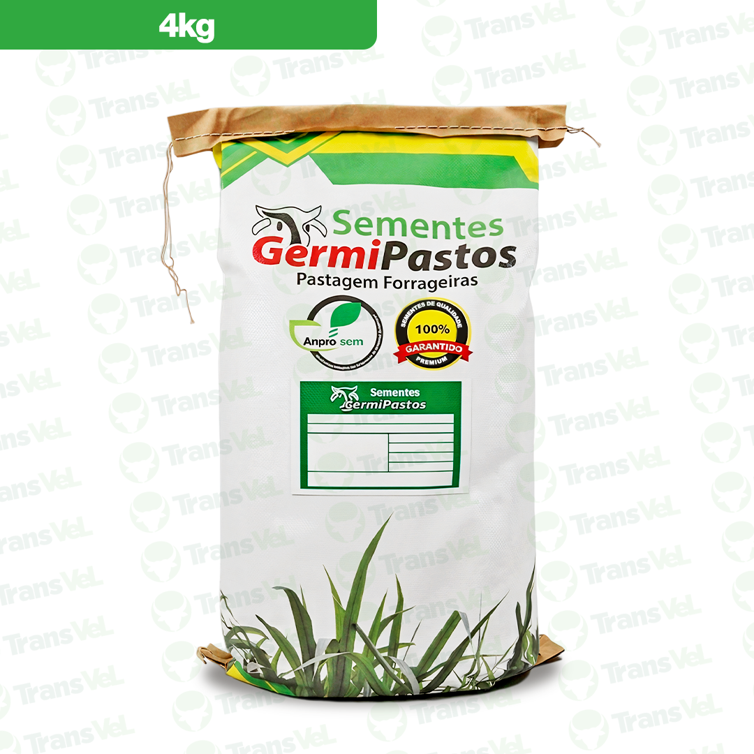 Panicum Maximum CV. Massai - Imagen 2